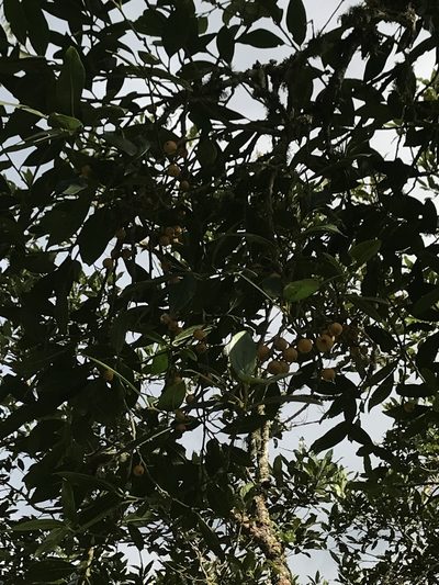 Styloceras laurifolium, photographed by Nicolás Baresch Uribe