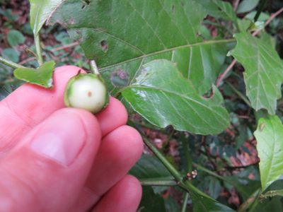 Solanum asterophorum, photographed by Victor Farjalla Pontes