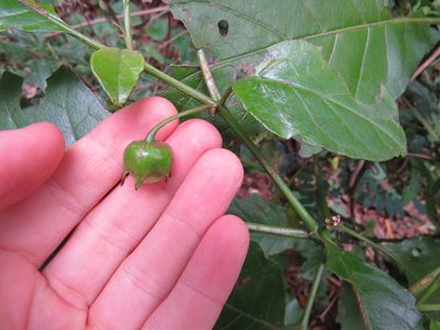 Solanum asterophorum, photographed by Victor Farjalla Pontes