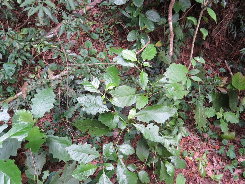 Solanum asterophorum, photographed by Victor Farjalla Pontes