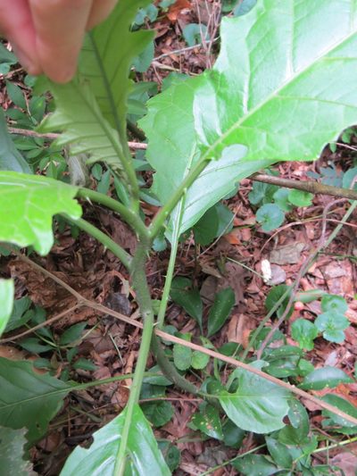 Solanum asterophorum, photographed by Victor Farjalla Pontes