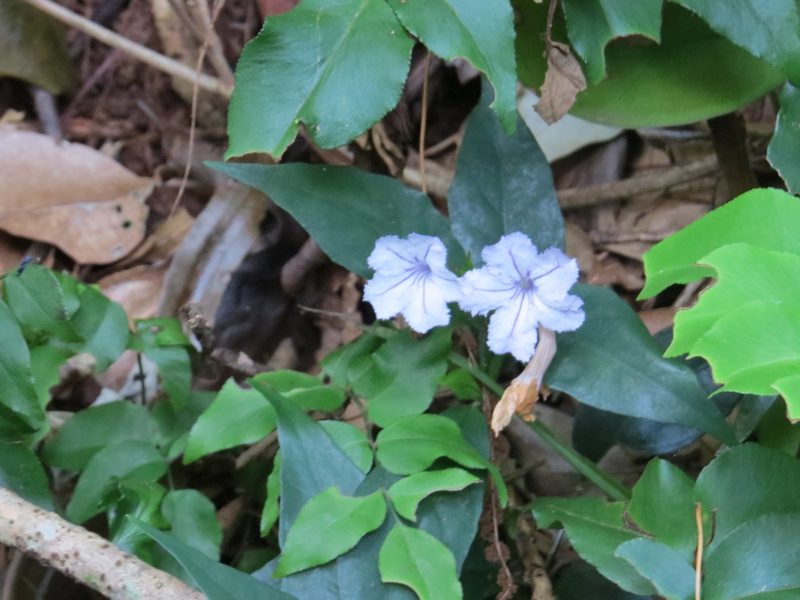Ruellia solitaria, photographed by Victor Farjalla Pontes