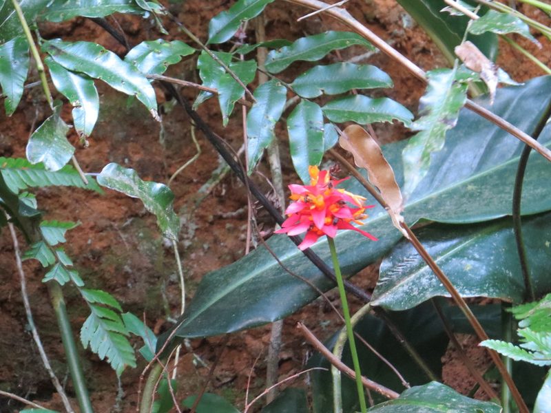 Goeppertia colorata, photographed by Victor Farjalla Pontes