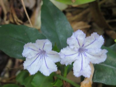 Ruellia solitaria, photographed by Victor Farjalla Pontes
