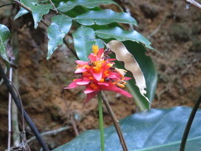 Goeppertia colorata, photographed by Victor Farjalla Pontes