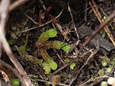 Chaetophyllopsis whiteleggei, photographed by Em Lamond