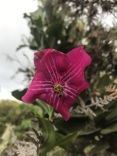 Symbolanthus anomalus, photographed by Nicolás Baresch Uribe