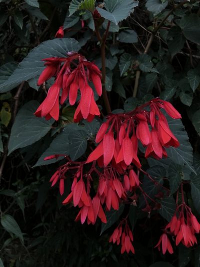 Begonia ferruginea, photographed by Nicolás Baresch Uribe