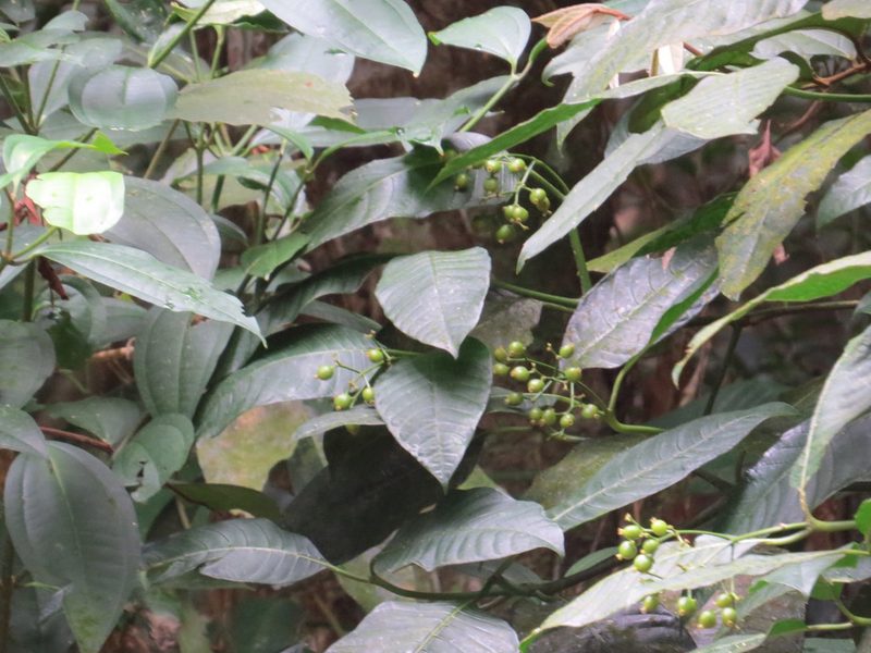 Psychotria fluminensis, photographed by Victor Farjalla Pontes