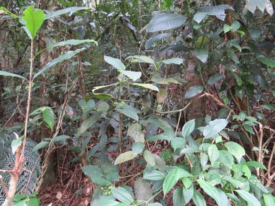 Psychotria fluminensis, photographed by Victor Farjalla Pontes