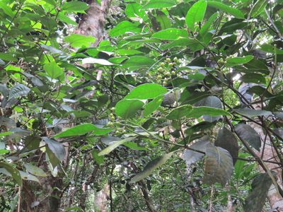 Psychotria fluminensis, photographed by Victor Farjalla Pontes
