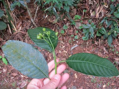 Psychotria fluminensis, photographed by Victor Farjalla Pontes