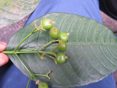 Psychotria fluminensis, photographed by Victor Farjalla Pontes
