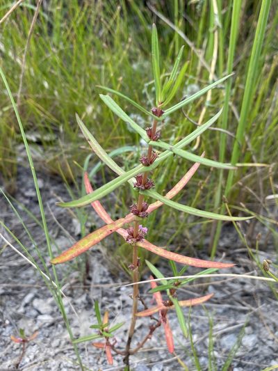 Ammannia robusta, photographed by Matt Berger