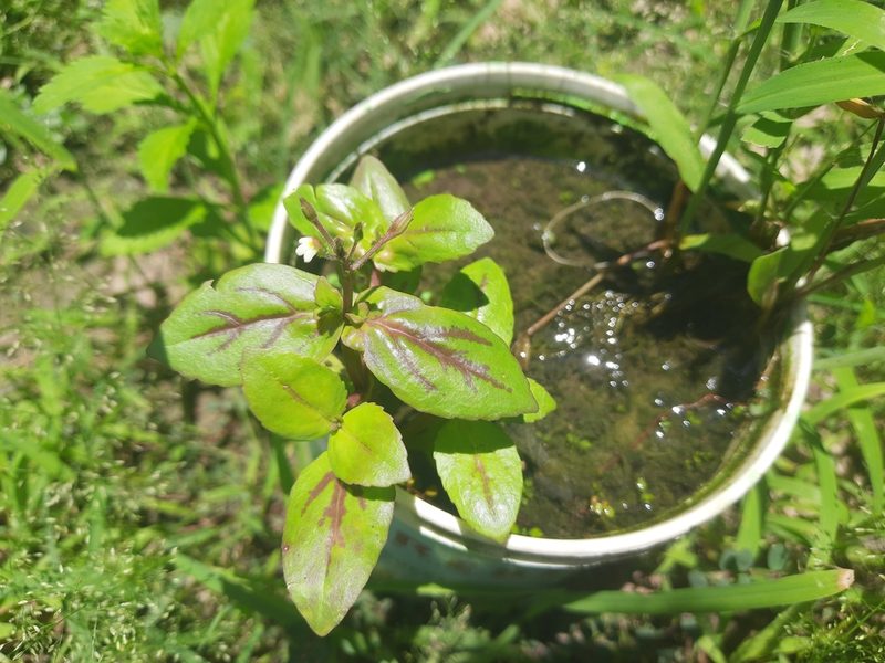 Yamazakia viscosa, photographed by মহা বিদ্রোহী BUT রণ ক্লান্ত