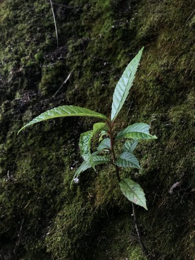 Clethra fagifolia, photographed by Nicolás Baresch Uribe
