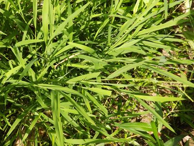 Leersia virginica, photographed by Lori Schuster