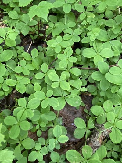 Galium kamtschaticum, photographed by Richard Littauer