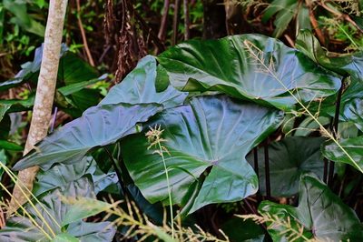 Colocasia fontanesii, photographed by garywwilson