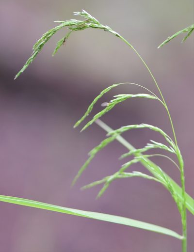 Cinna latifolia, photographed by Eric Lamb