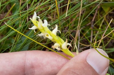 Spiranthes romanzoffiana, photographed by Quinten Wiegersma