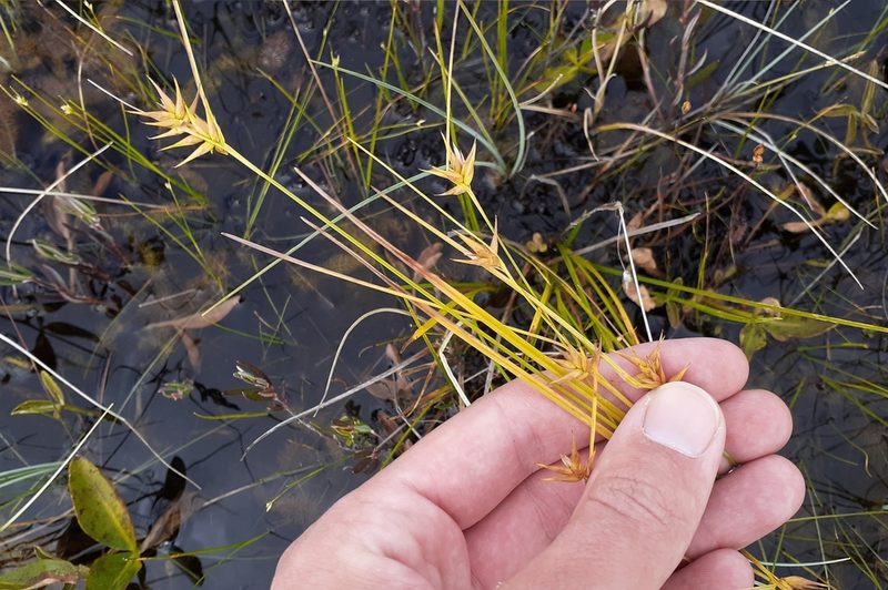 Carex michauxiana, photographed by Quinten Wiegersma