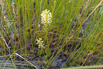 Malaxis unifolia, photographed by Quinten Wiegersma