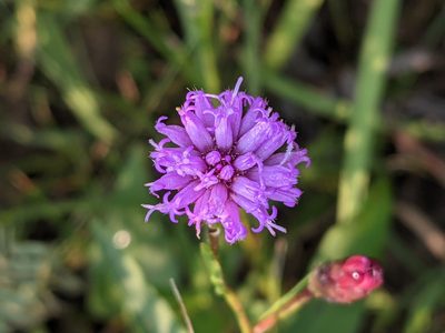 Liatris cylindracea, photographed by Ethan Rose