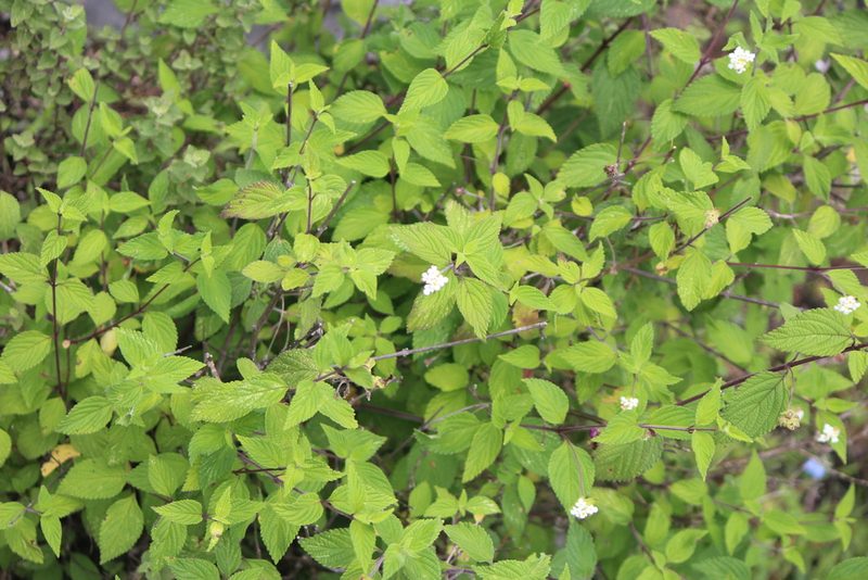 Lantana hirta, photographed by José Belem Hernández Díaz