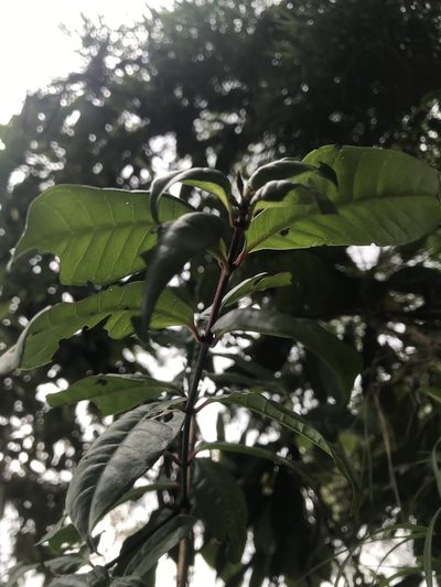 Fuchsia venusta, photographed by Nicolás Baresch Uribe