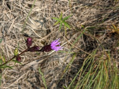 Liatris cylindracea, photographed by Ethan Rose
