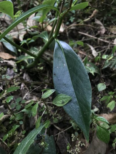 Peperomia acuminata, photographed by Nicolás Baresch Uribe
