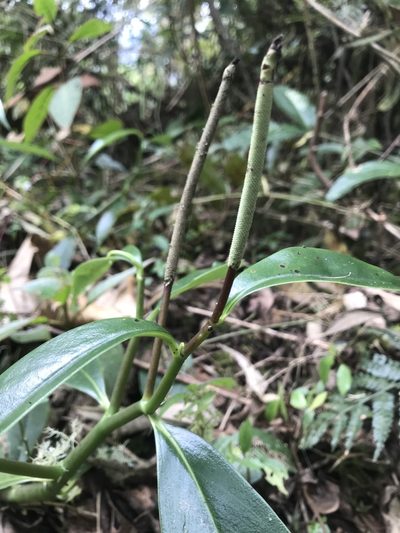 Peperomia acuminata, photographed by Nicolás Baresch Uribe