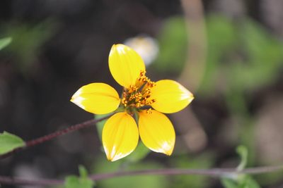 Sclerocarpus uniserialis, photographed by José Belem Hernández Díaz