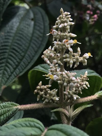 Miconia subseriata, photographed by Nicolás Baresch Uribe