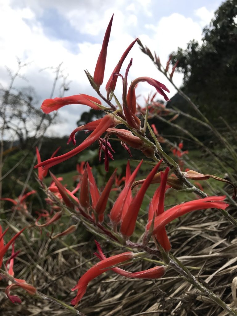 Pitcairnia pungens, photographed by Nicolás Baresch Uribe