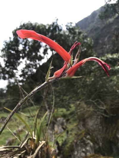 Pitcairnia pungens, photographed by Nicolás Baresch Uribe