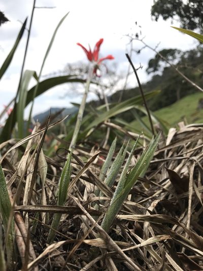 Pitcairnia pungens, photographed by Nicolás Baresch Uribe