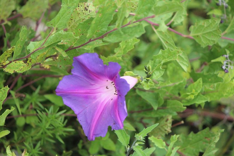 Ipomoea stans, photographed by José Belem Hernández Díaz
