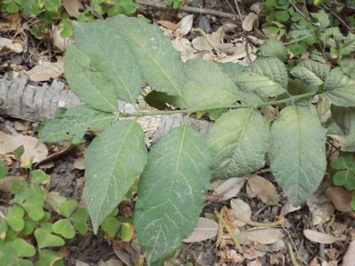 Euonymus occidentalis, photographed by Amy