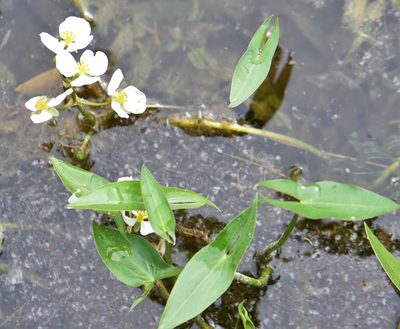 Sagittaria cuneata, photographed by Eric Lamb