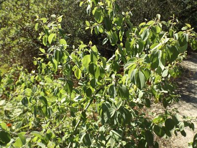 Ceanothus incanus, photographed by Amy
