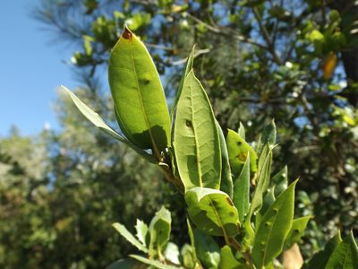 Quercus parvula, photographed by Amy