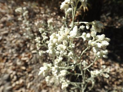 Pseudognaphalium beneolens, photographed by Amy