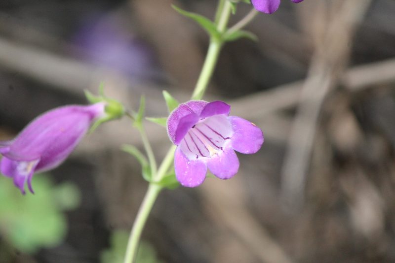 Penstemon leonensis, photographed by José Belem Hernández Díaz
