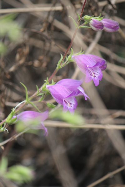 Penstemon leonensis, photographed by José Belem Hernández Díaz