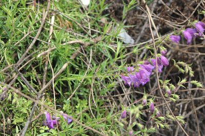 Penstemon leonensis, photographed by José Belem Hernández Díaz