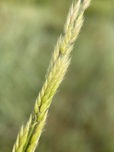 Eriochloa contracta, photographed by Matt Berger