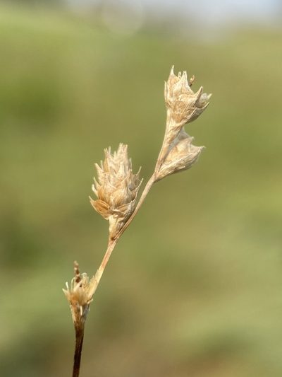 Carex brevior, photographed by Matt Berger