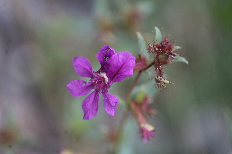 Cuphea aequipetala, photographed by José Belem Hernández Díaz